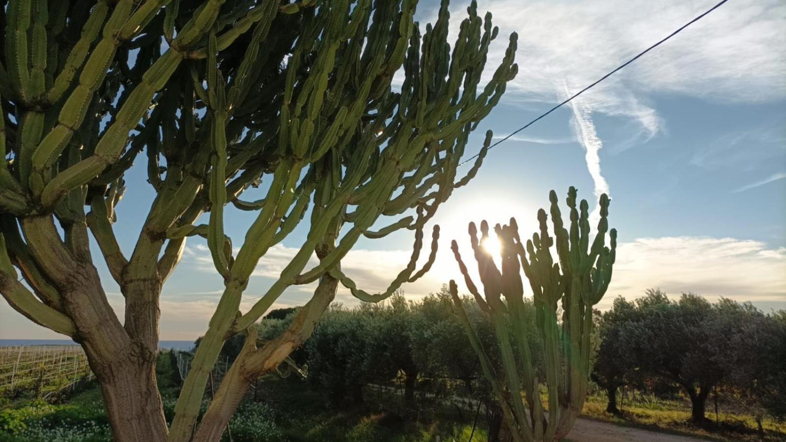 Casa Bouganville Villetta Tra Le Vigne E Il Mare Menfi Exterior foto