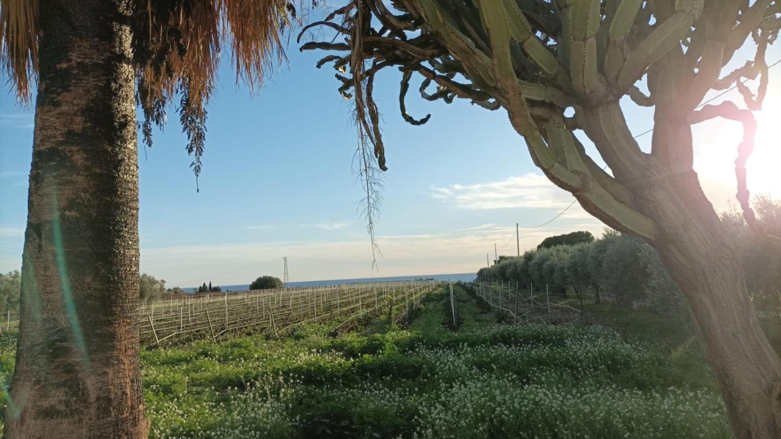 Casa Bouganville Villetta Tra Le Vigne E Il Mare Menfi Exterior foto